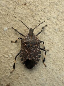 キマダラカメムシ