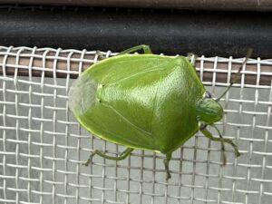 ツヤアオカメムシ